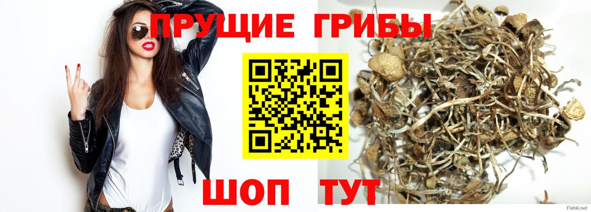 Галлюциногенные грибы GOLDEN TEACHER  Галлюциногенные грибы Cubensis  Люберцы  Вход с VPN 